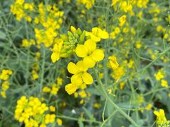 -光明小镇欢乐田园