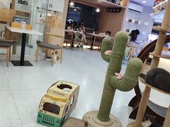 -喵园·猫主题咖啡厅·撸猫·猫咖(国贸店)