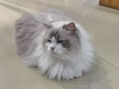 -藏猫猫咖啡主题馆(中央大道店)