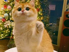 -Bastet sally猫舍购宠(静安店)