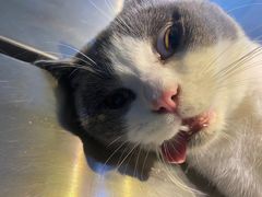 -瑞派旺宝宠物医院·犬猫全科综合·尿道专科(莲兴院)