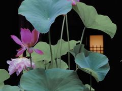 -莫愁湖公园