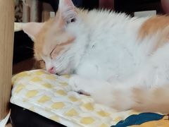 -平行世界·猫咖(首经贸店)