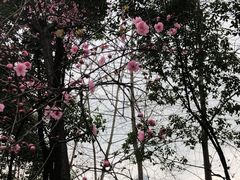 -重庆市江北嘴中央商务区中央公园