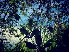 -华侨城湿地公园