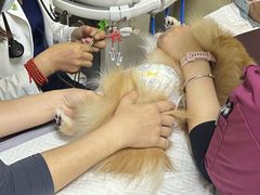 -美联众合动物医院·24h转诊中心