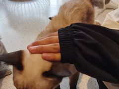 -飞行喵MR PILOT|猫舍·猫咖(静安大融城店)