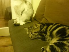 -猫色咖啡·猫咖
