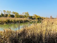 -上海海湾国家森林公园