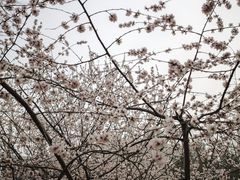 -桃花堤公园