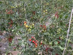 -桃园农庄·桃源宴