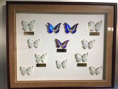 -上海昆虫博物馆