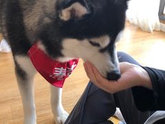 -Husky Go! 哈士奇体验馆·宠物咖啡厅狗咖