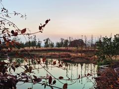 -三垟湿地