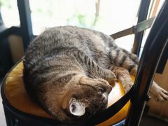 -猫姑娘大盘鸡(商城路店)