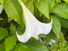 -广西壮族自治区药用植物园