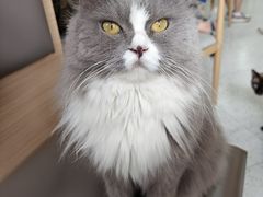 -喵园·猫主题咖啡厅·撸猫·猫咖(国贸店)