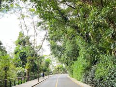-深圳仙湖植物园
