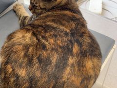 -关爱宠物医院·猫科中心·消化科(滨湖万达分院)