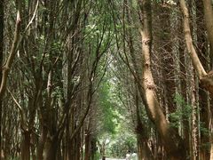 -同里国家湿地公园