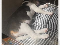-宠物世家(仲盛世界商城店)