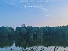 -合肥滨湖国家森林公园