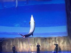 -华夏文旅海洋公园