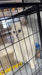 -镁连社·美联社