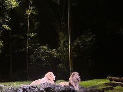 -夜间野生动物园