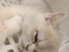 -lincat·猫舍(广州店)