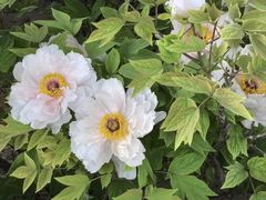 -洛阳市隋唐城遗址植物园