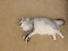 -猫友咖啡店(玉林西路店)