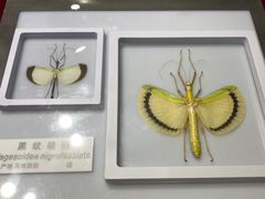 -上海昆虫博物馆