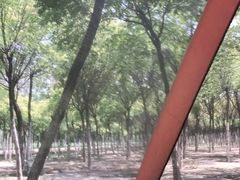 -西青郊野公园