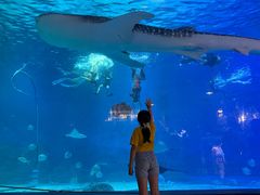 -烟台海昌鲸鲨海洋公园