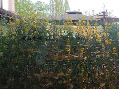 -黄山老妈·土菜(碧桂园店)