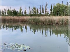 -泗洪洪泽湖湿地景区