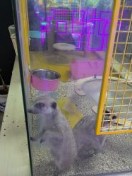 -神奇动物撸宠馆·羊驼·小浣熊·异宠(豫园店)