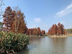 -九科绿洲