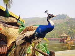 -西双版纳傣族园