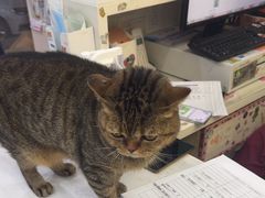 -纳吉亚猫专科动物医院博雅分院