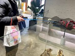 -浣熊柯尔鸭土拨鼠·电玩咖