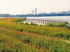 -海珠湖公园