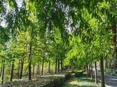 -昆山城市生态森林公园