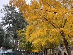 -三里屯东五街银杏大道