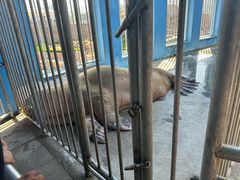 -西霞口神雕山野生动物世界