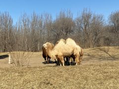 -北京野生动物园