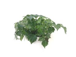 -KS科逆美肤祛痘