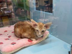 -FAELING PETS美天灵宠物(合生汇店)