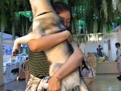 -Husky Go! 哈士奇体验馆·宠物咖啡厅狗咖